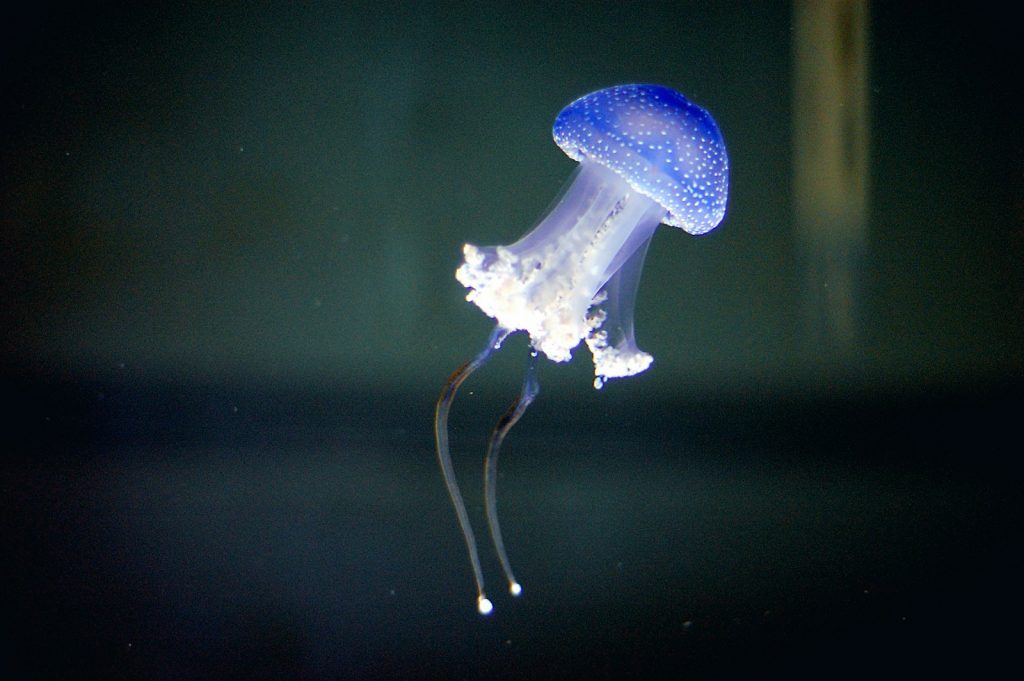 blue and white jellyfish