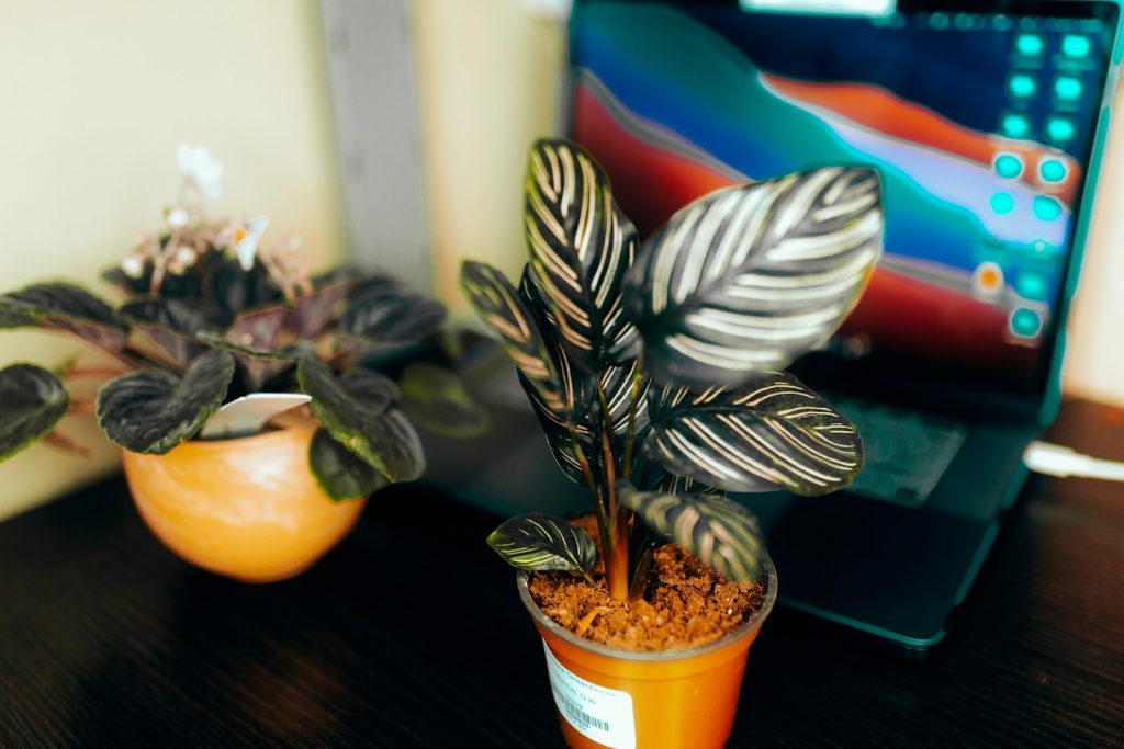 green and brown plant on brown wooden table